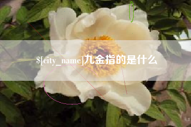 宜宾九金指的是什么